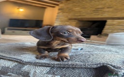 Miniature Dachshund dogs for sale: KC champ lines miniature smooth dachshund puppies - Image 5