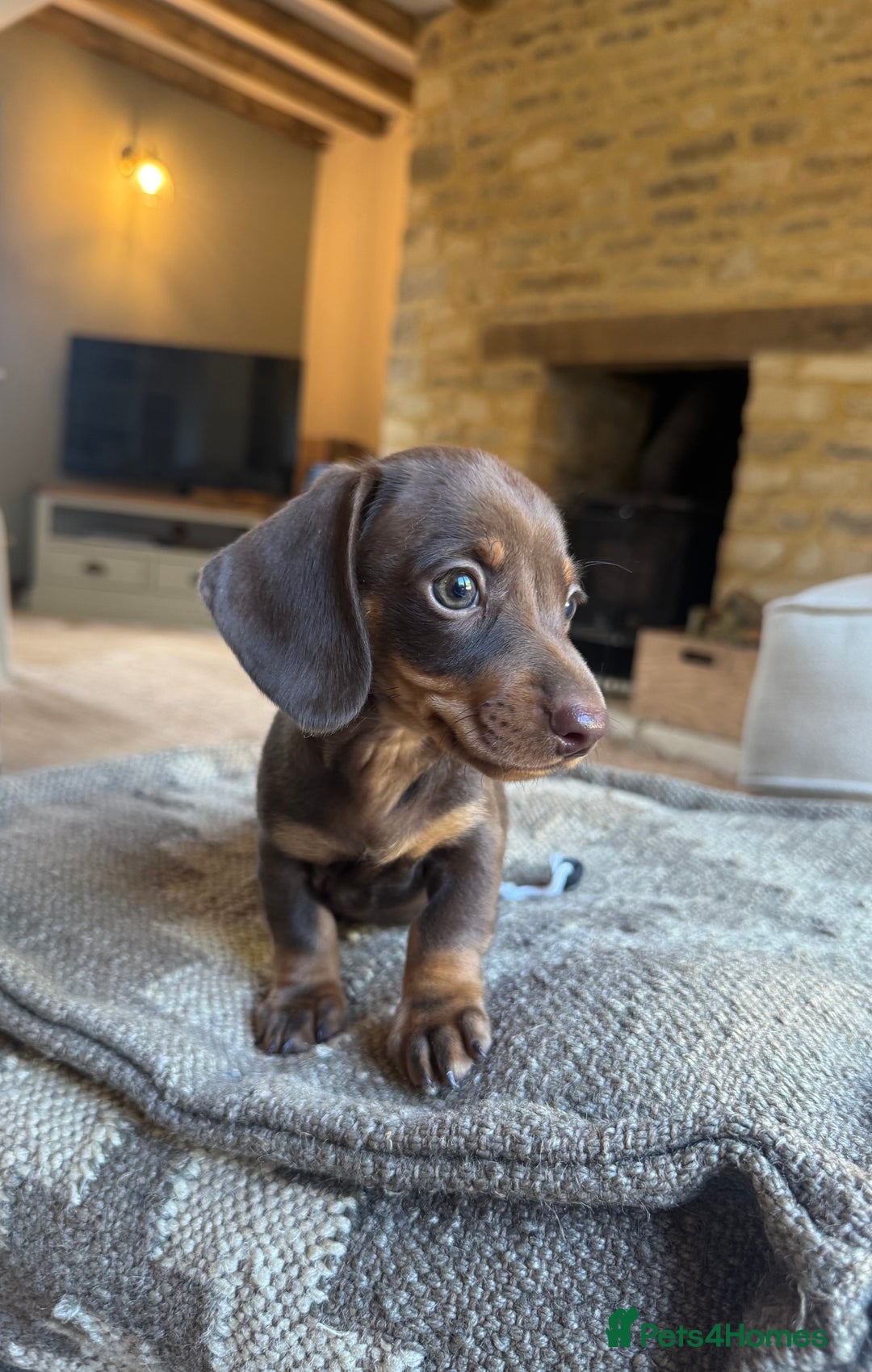 Miniature Dachshund dogs for sale: KC champ lines miniature smooth dachshund puppies - Image 5