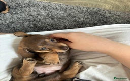 Miniature Dachshund dogs for sale: Last 3 beautiful mini dachshunds - Image 4