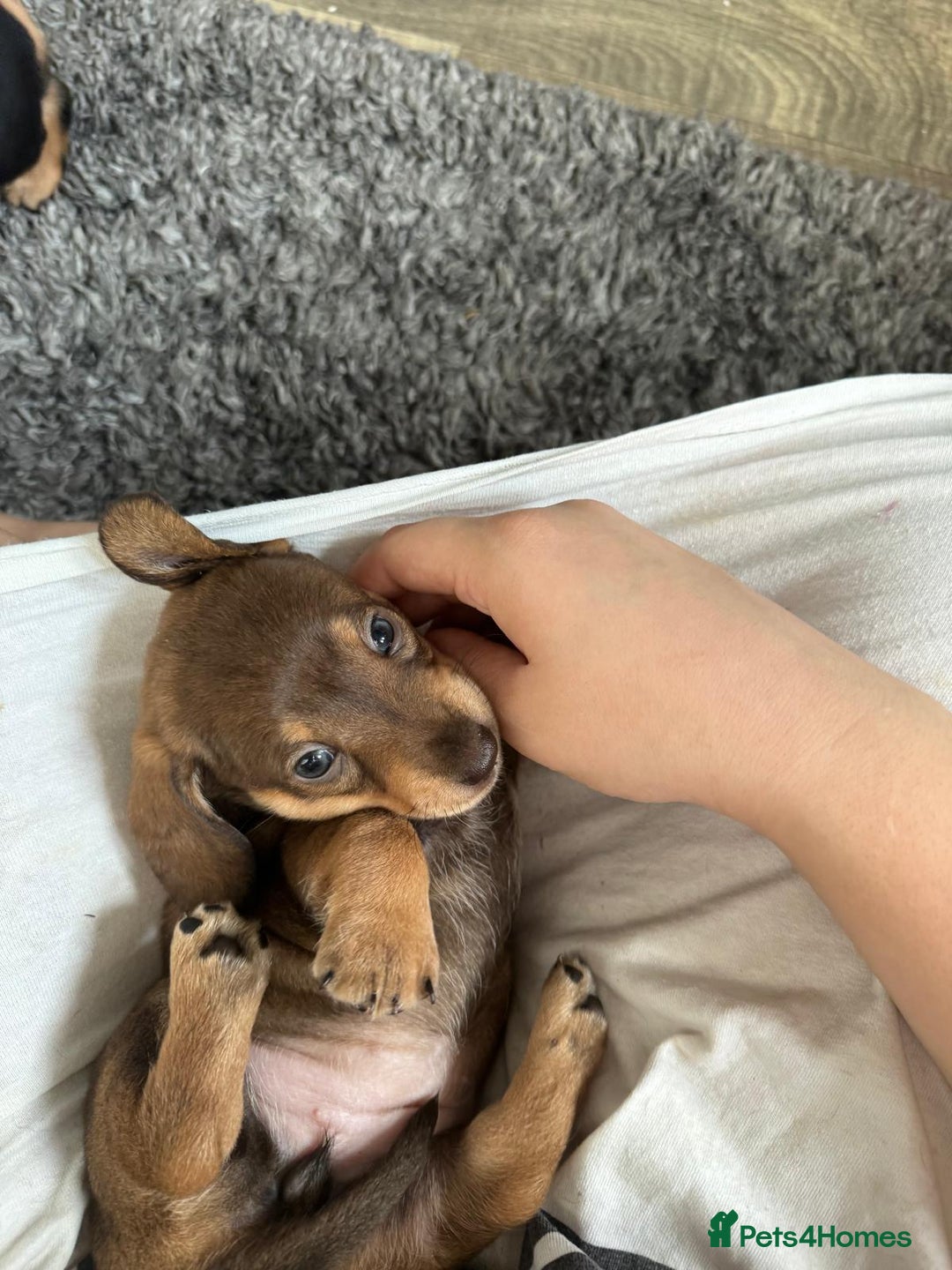 Miniature Dachshund dogs for sale: Last 3 beautiful mini dachshunds - Image 4