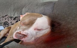 American Bulldog dogs for stud: 2 year old American Bulldog - Image 1