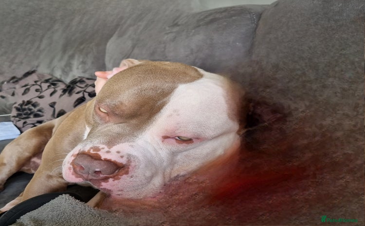 American Bulldog dogs - Advert 1