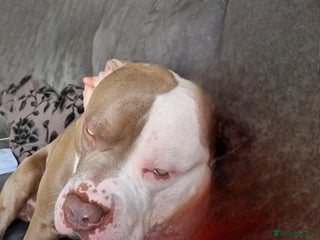 American Bulldog dogs - Advert 1