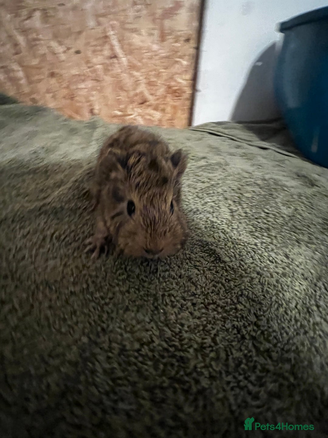 Guinea Pig rodents for sale: baby guinea pig - Advert 13