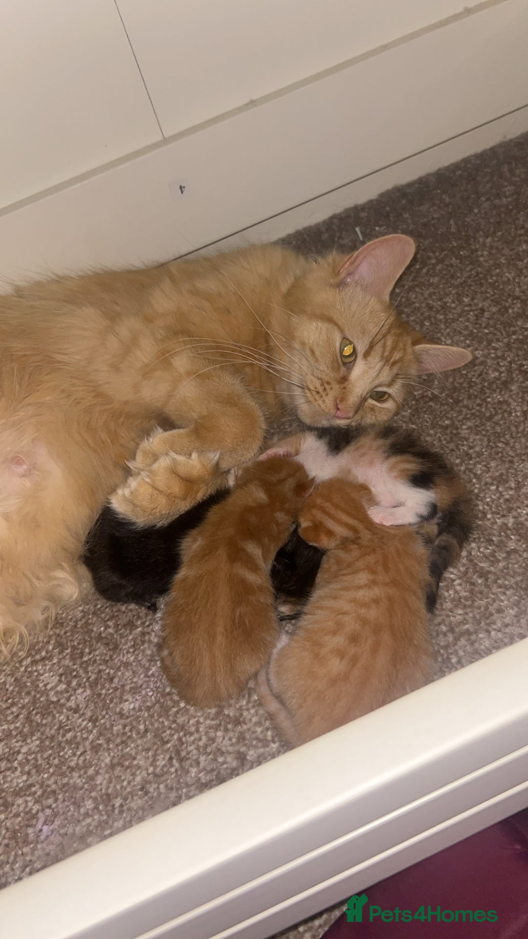 Mixed Breed cats for sale: 4 kittens 2 male 2 female  - Image 10