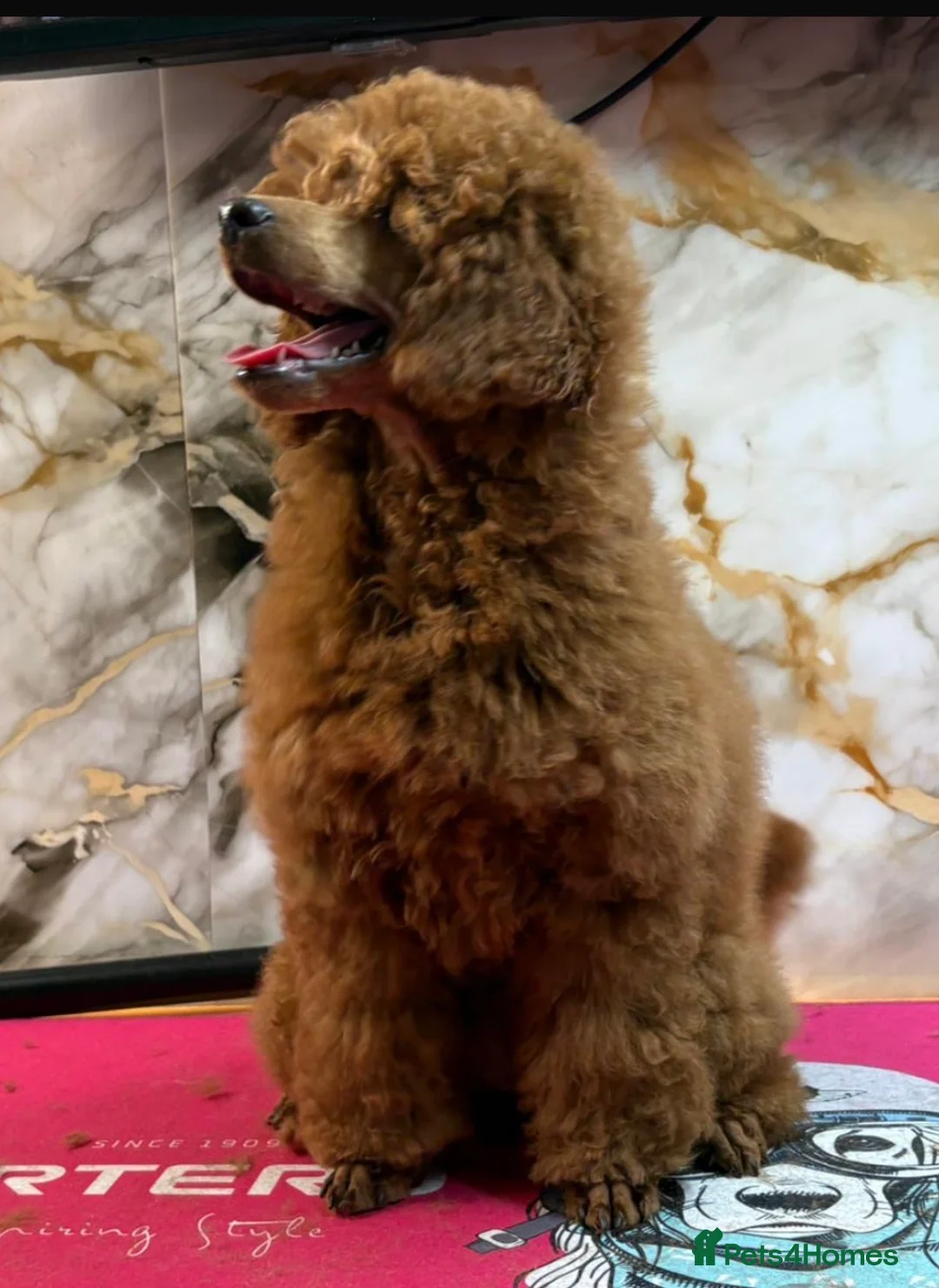 Miniature Poodle dogs for sale: Beautiful red miniature poodle  - Advert 2