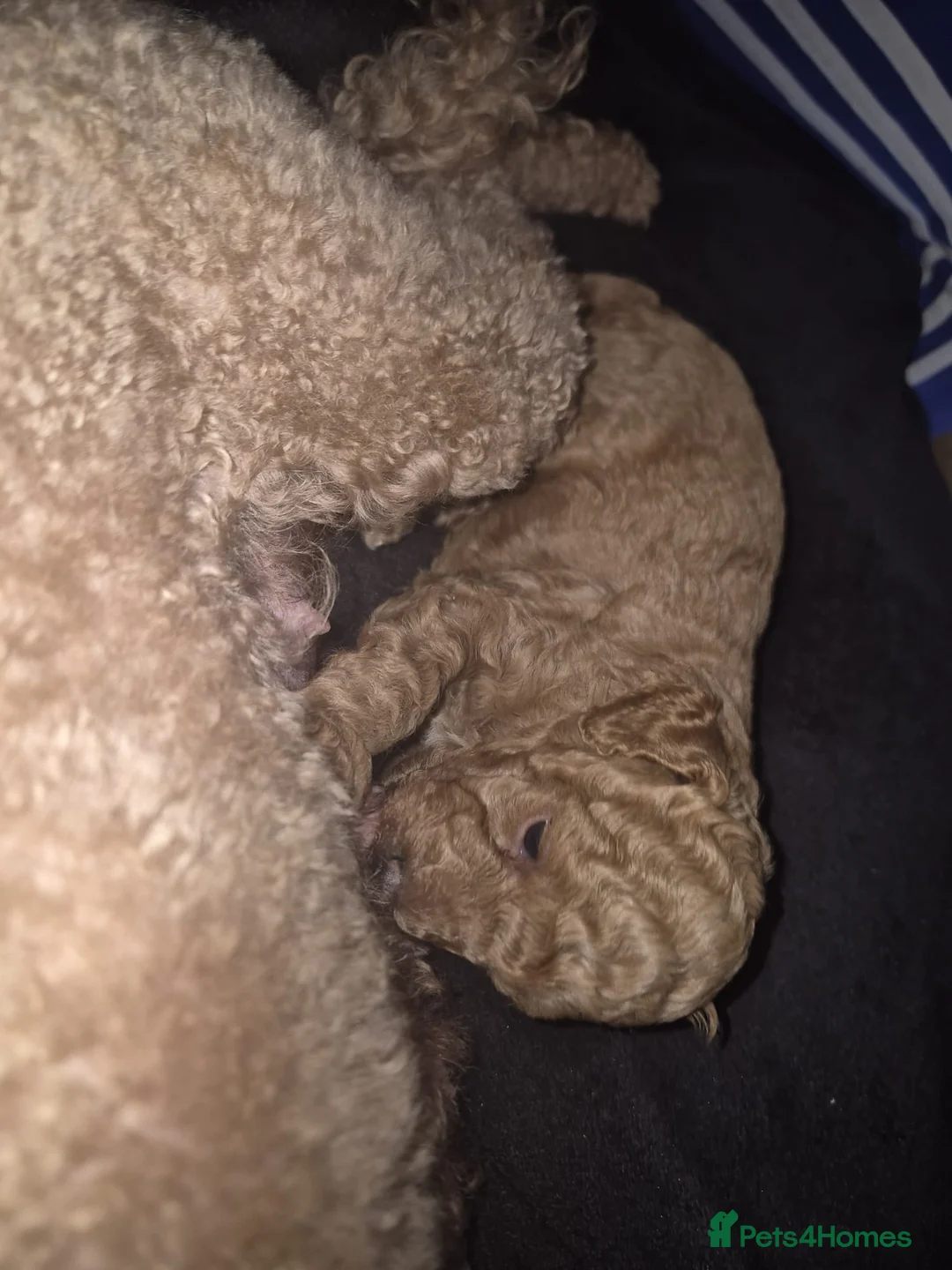Toy Poodle dogs for sale: Toy Poodle Puppy  - Advert 14