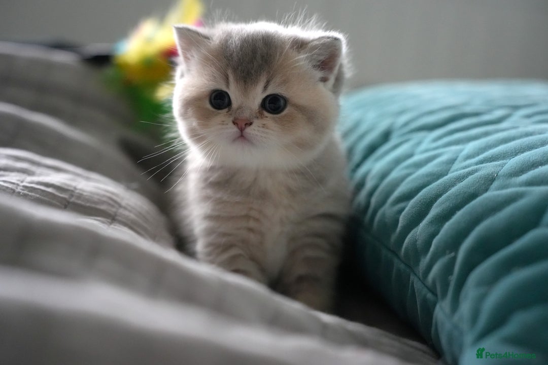 Scottish Fold cats for sale: Scottish fold/straight  - Advert 18