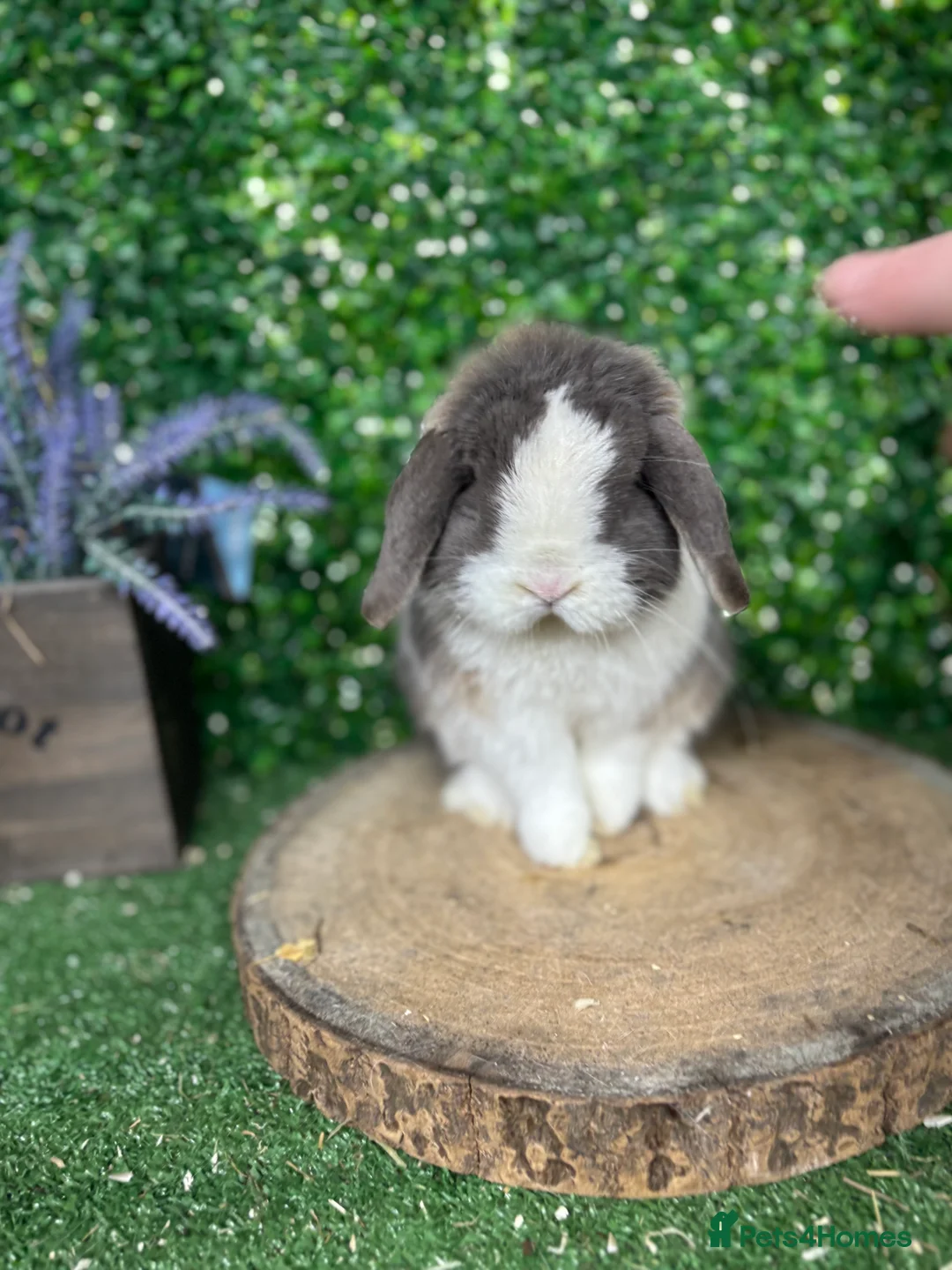 Mini Lop rabbits for sale: 🧡PEDIGREE MINILOPS🧡 - Advert 17