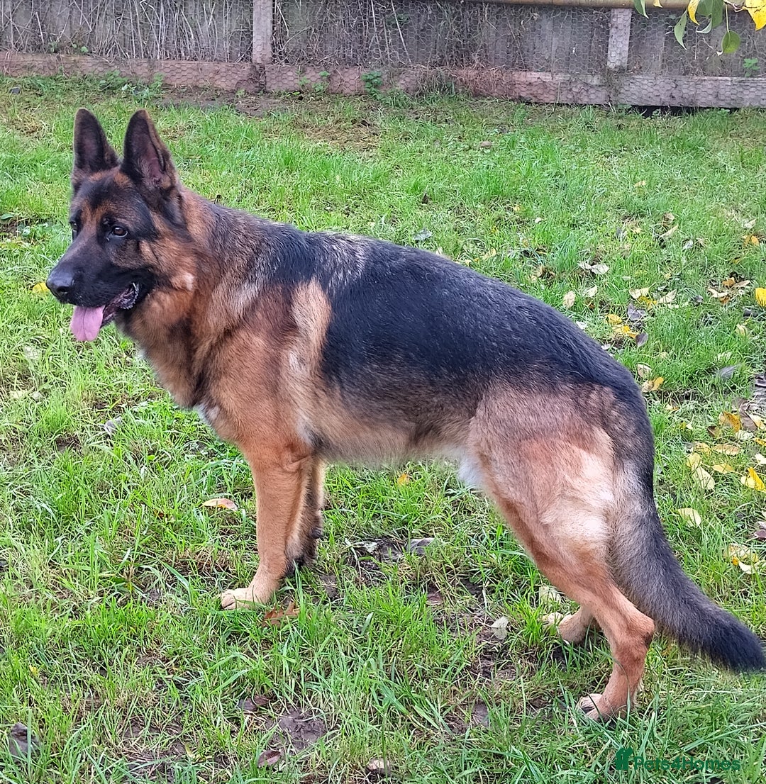 German Shepherd dogs for sale: Male German Shepherd for sale - Image 4