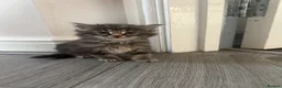 Maine Coon cats for sale: Main coon X kittens - Advert 6