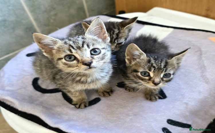 Mixed Breed cats - Advert 2