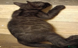 Mixed Breed cats for sale: Bengal Markings Red , Torbie , Silver Rossetted - Image 8