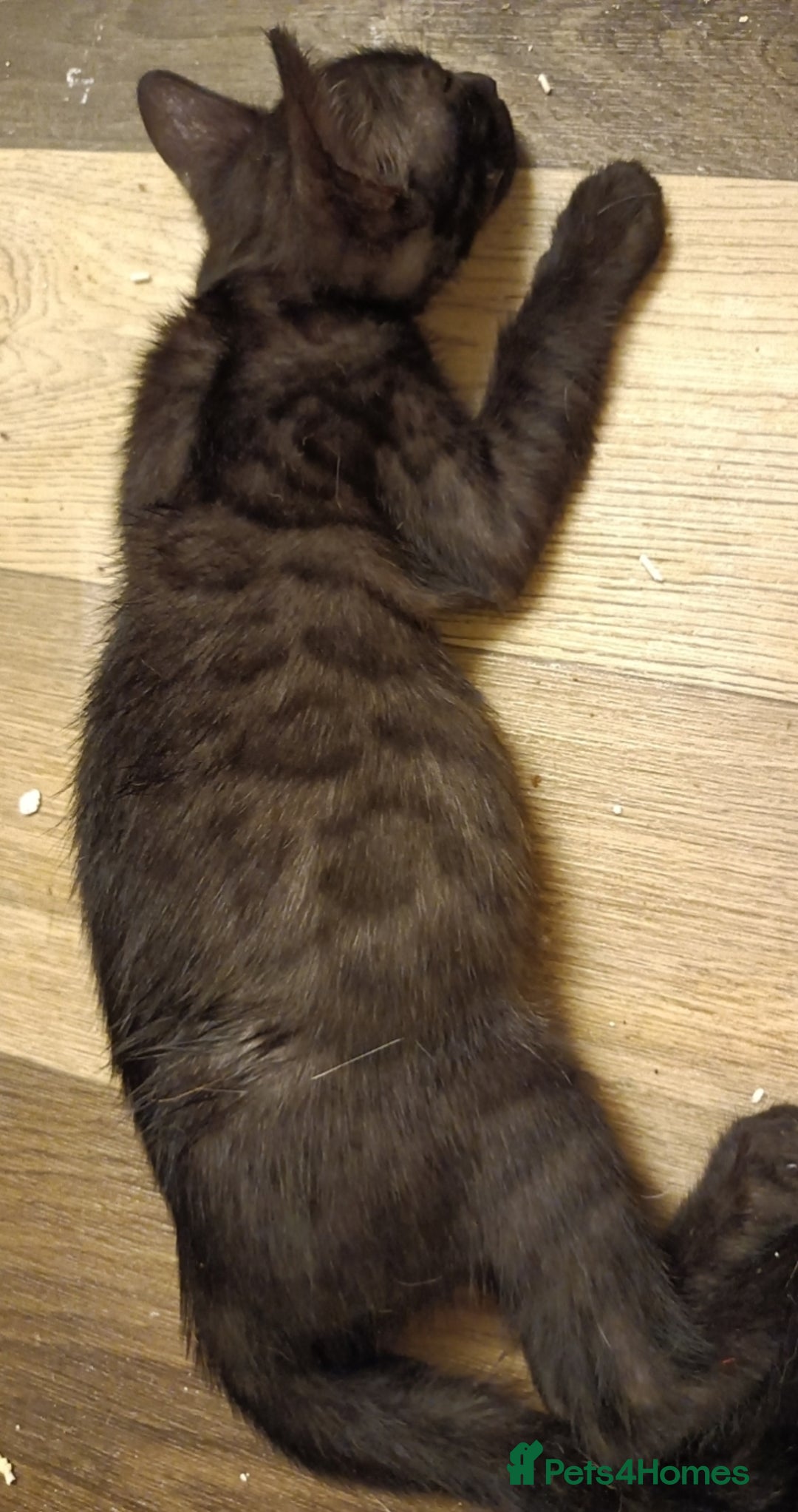 Mixed Breed cats for sale: Bengal Markings Red , Torbie , Silver Rossetted - Image 8