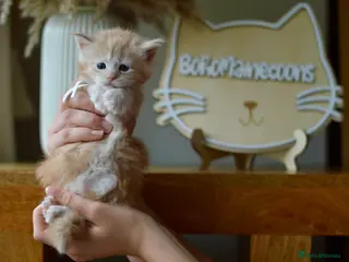 Maine Coon cats TICA Registered Red Maine coons - Advert 12