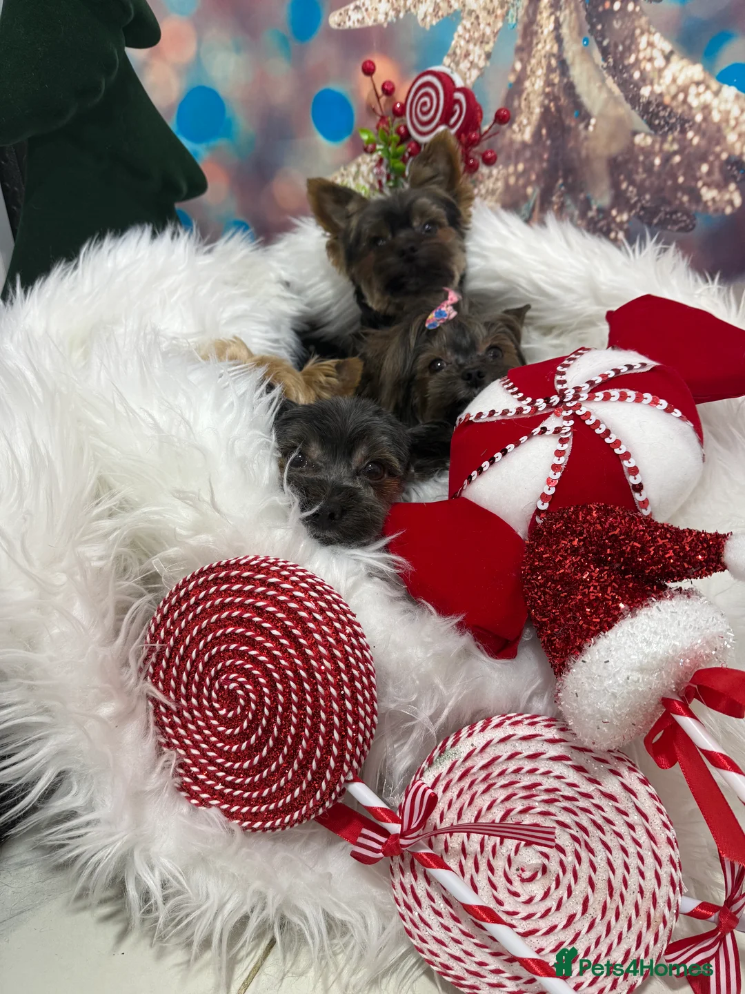 Yorkshire Terrier dogs for stud: Yorkshire Terrier for study in Rugby - Advert 6