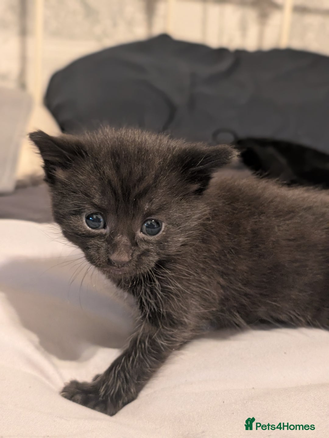 Mixed Breed cats for sale: 3 Male Kittens - Advert 7