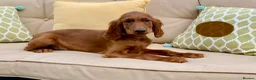 Irish Setter dogs for sale: Kennel Club Irish Setter Puppies  - Advert 16