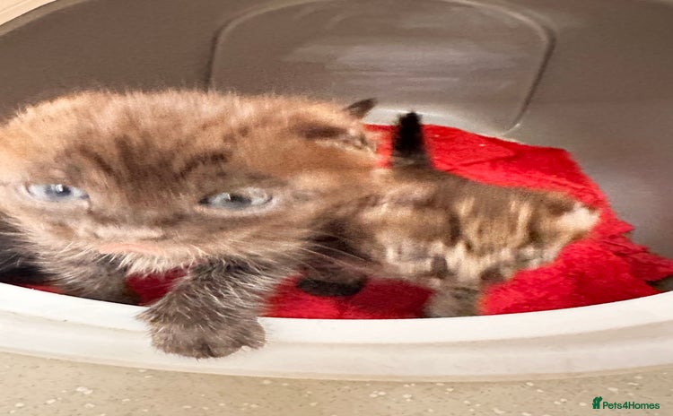 Savannah cats - Advert 12
