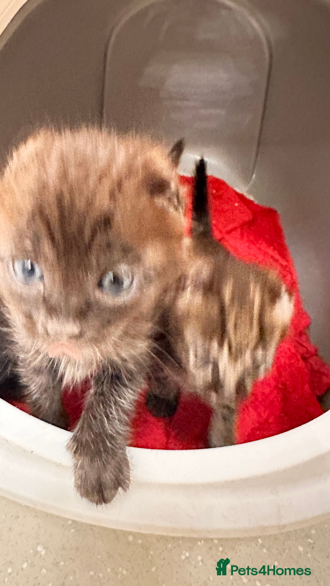 Savannah cats for sale: Stunning F3 Savannahs - Image 1