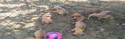 Lurcher dogs for sale: Lurcher pups  in Sturminster Newton - Advert 9