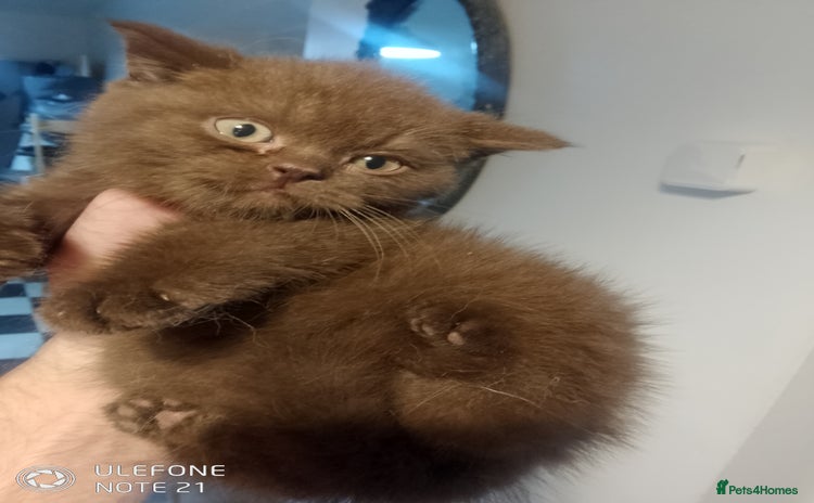 British Shorthair cats - Advert 2