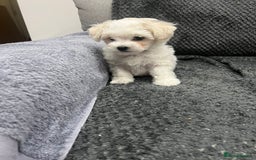 Bichon Frise dogs for sale: KC Registered Pedigree Bichon Frise Puppies - Image 10