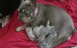French Bulldog dogs for sale: French Bull Dog Puppies! - Image 5