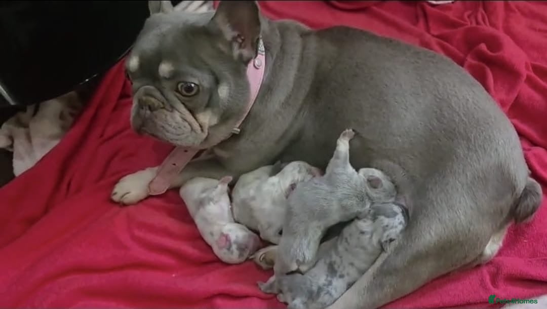 French Bulldog dogs for sale: French Bull Dog Puppies! - Image 5