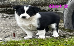Border Collie dogs for sale: Collie puppies  - Image 3
