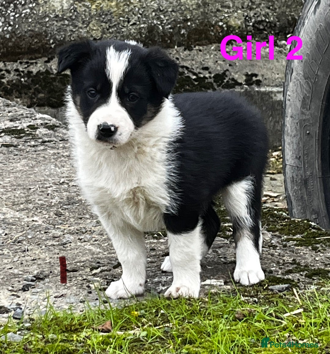 Border Collie dogs for sale: Collie puppies  - Image 3