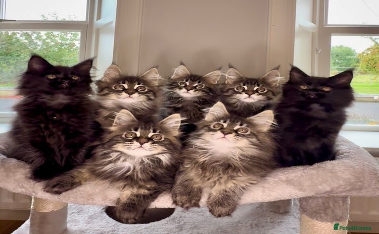 Maine Coon cats - Advert 2
