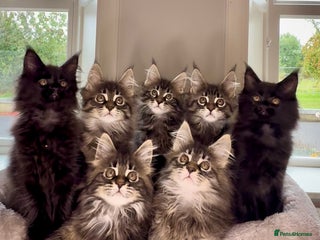 Maine Coon cats - Advert 4
