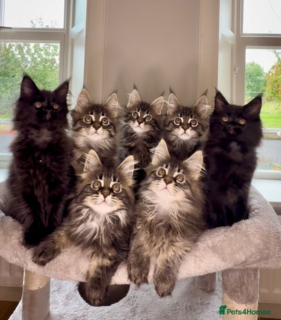 Maine Coon cats - Advert 1