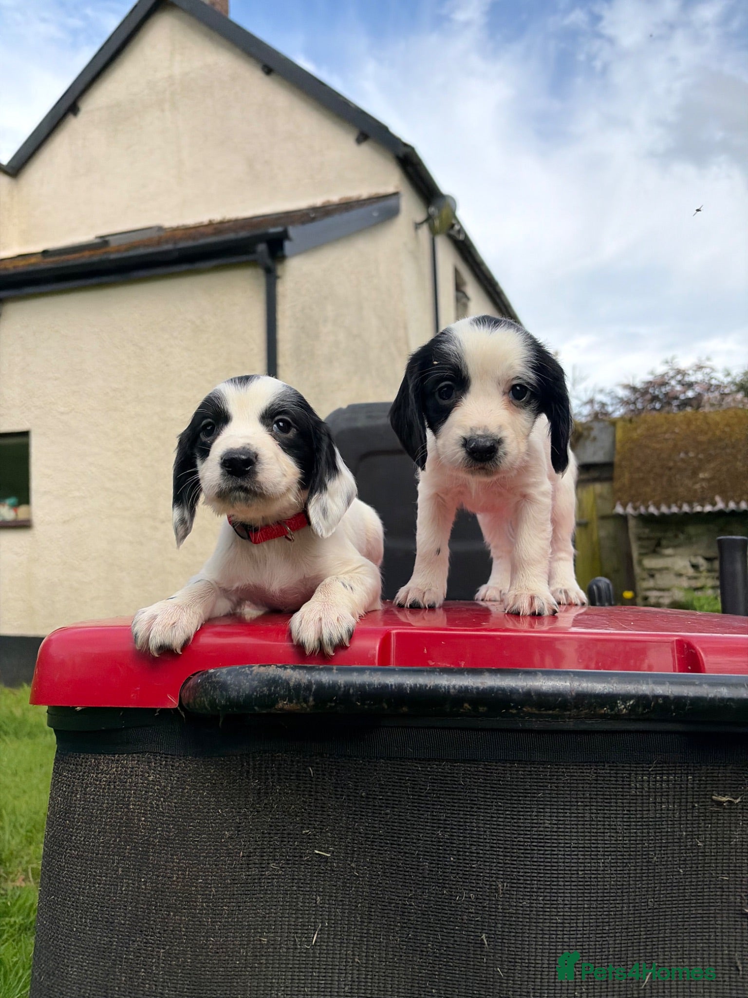 Sprocker dogs Sprocker Spaniel Puppies – Working Bloodlines - Advert 12