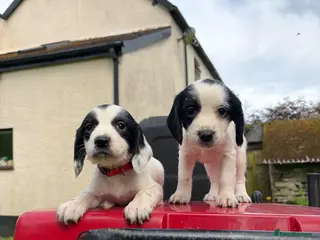 Sprocker dogs Sprocker Spaniel Puppies – Working Bloodlines - Advert 1