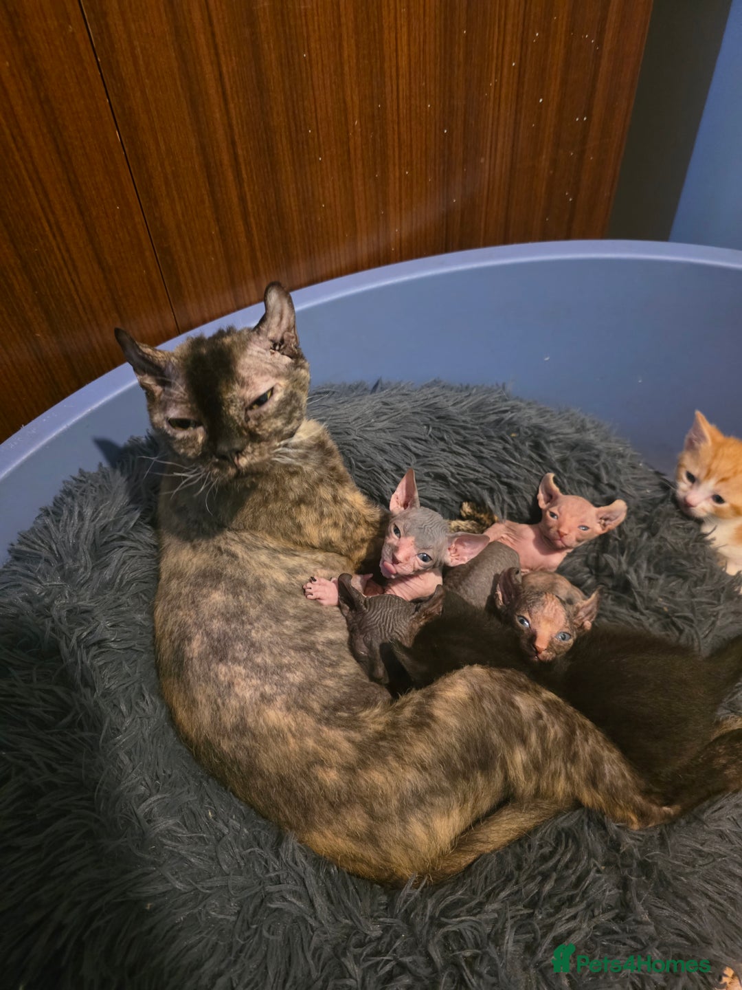 Mixed Breed cats for sale: Adorable Male Kitten – Sphynx x Devon Rex Cross - Advert 13