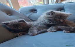 British Shorthair cats for sale: Gorgeous half British short-hair kittens - Image 4