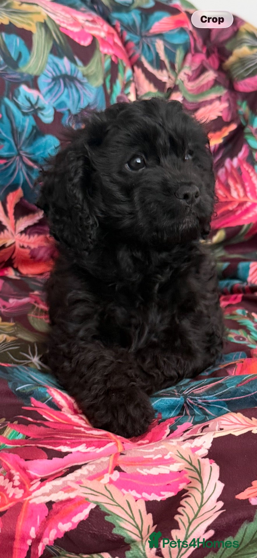 Cavapoo dogs Wow, factor - Advert 10