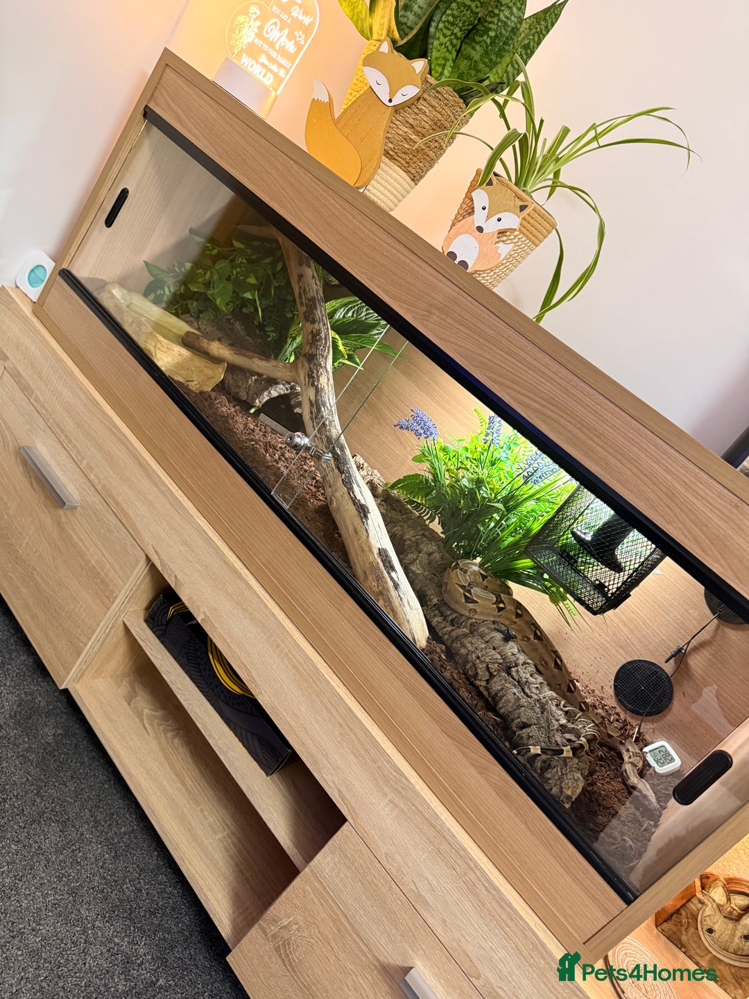 Boa Snake reptiles for sale: Female boa & full set up  - Advert 8