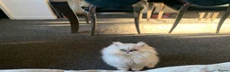 Persian cats for sale:     Stunning Pure Persian Kittens – Ready Soon in Northampton - Advert 10