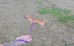 Mixed Breed dogs for sale: 6 months ol d chihuahua x frenchie  - Image 5