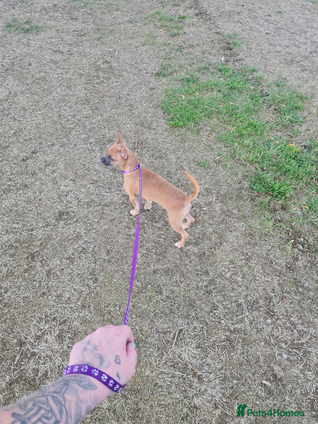 Mixed Breed dogs for sale: 6 months ol d chihuahua x frenchie  - Image 5
