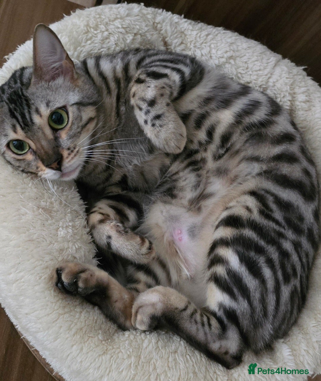 Bengal cats for sale: Tica registered Silver Bengal Girl  - Image 6