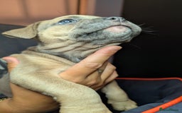 Mixed Breed dogs for sale: Frenchie x pups  - Image 4