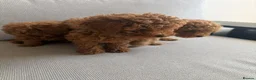 Toy Poodle dogs for sale: ALL energy poodle toy - Advert 4