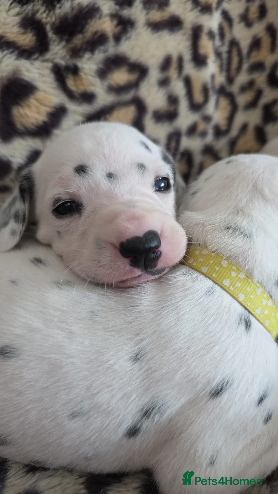 Dalmatian dogs KEEKEEDAL BOYS. Est 14yrs.  - Advert 1