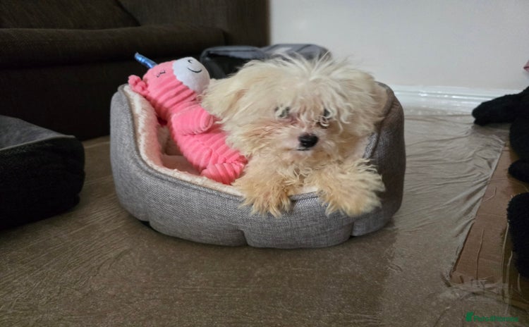 Bichon Frise dogs - Advert 2