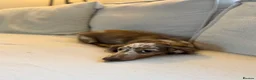 Miniature Dachshund dogs for sale: Male miniature dachshund  - Advert 4