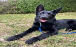 German Shepherd dogs for sale: Black Straight back German Shepherd  - Image 1